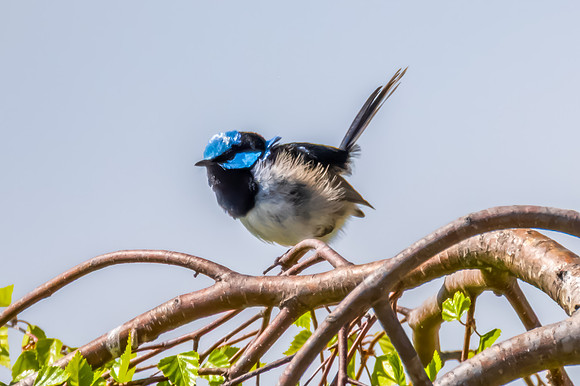 Male Superb Fairy-wren on the tree branch