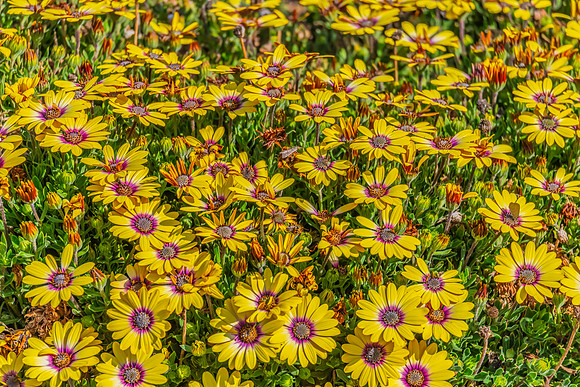 Yellow Blue Eyed Beauty Osteospermum flowers in the garden