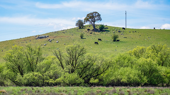 Green Hillside in the Spring Countryside Landscape