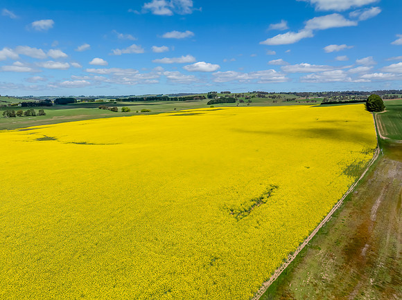 Spring Canola Crop in the NSW Central West Countryside