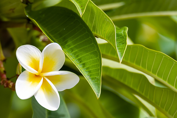 The last of the Frangipani flowers in Autumn