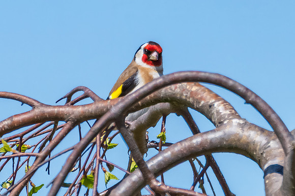 The small and multi-coloured European Goldfinch