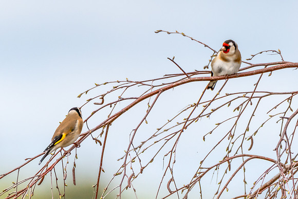 The small and multi-coloured European Goldfinch