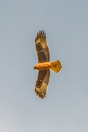 Light-morph Little Eagle flying in an overcast sky