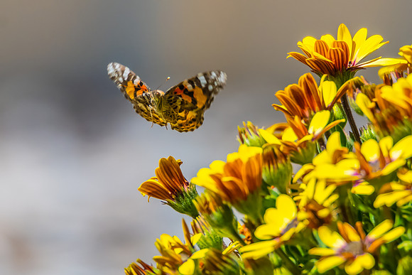 Australian Painted Lady Butterfly and a yellow Blue Eyed Beauty