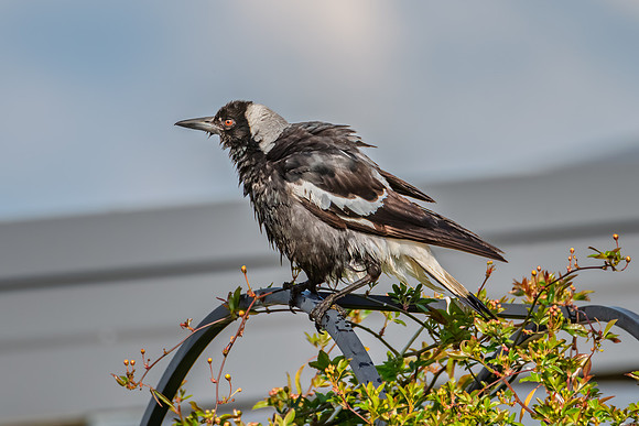 Wet Australian Magpie After a Bath