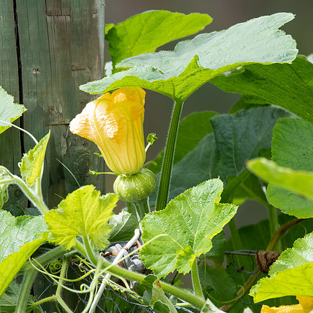 Pumpkin beginning to grow with a pumpkin flower