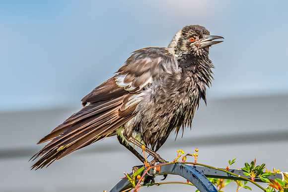 Wet Australian Magpie After a Bath