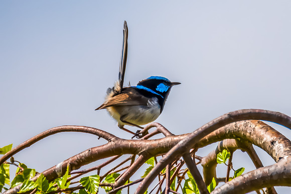 Male Superb Fairy-wren on the tree branch