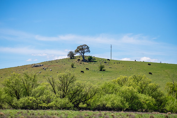 Green Hillside in the Spring Countryside Landscape