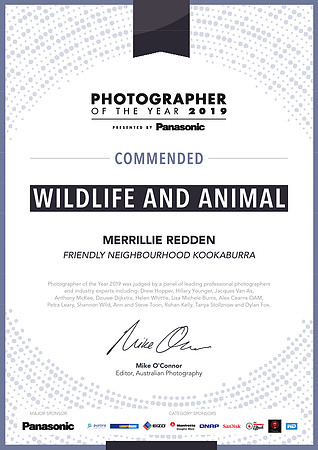 2019 Photographer of the Year - Commended