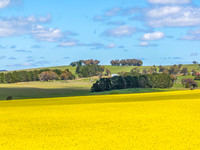 Spring Canola Crop in the NSW Central West Countryside