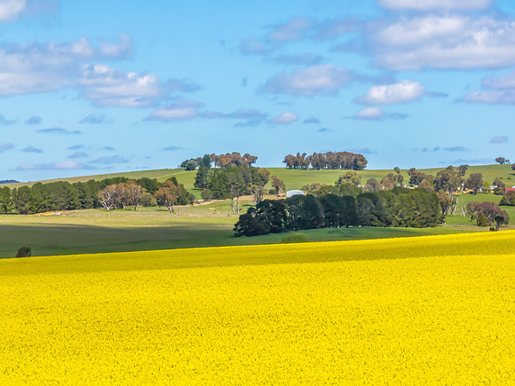 Spring Canola Crop in the NSW Central West Countryside