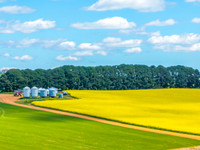 Spring Canola Crop in the NSW Central West Countryside