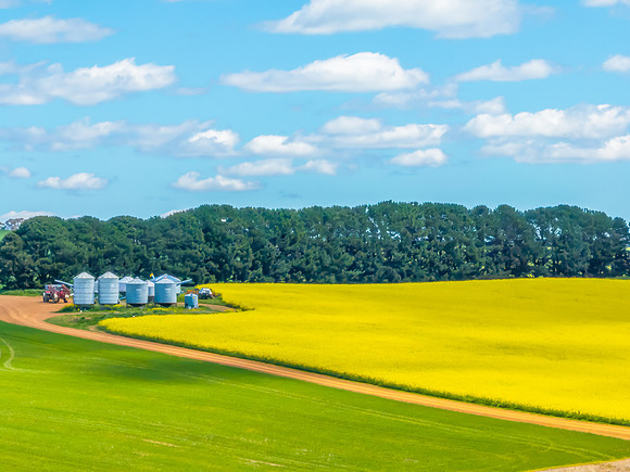 Spring Canola Crop in the NSW Central West Countryside