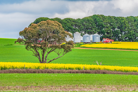 Spring Canola Crop in the NSW Central West Countryside