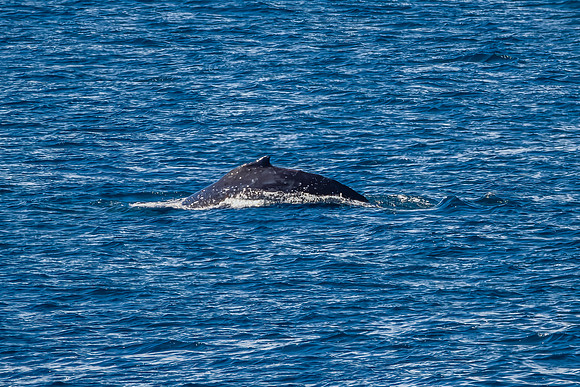 Migrating Humpback Whale heading up North to warmer waters