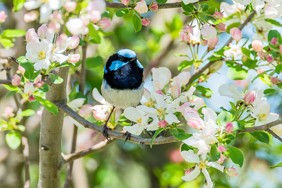Male Superb Fairywren in Spring Blossoms