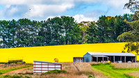 Spring Canola Crop in the NSW Central West Countryside