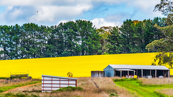 Spring Canola Crop in the NSW Central West Countryside