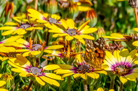 Australian Painted Lady Butterfly and a yellow Blue Eyed Beauty