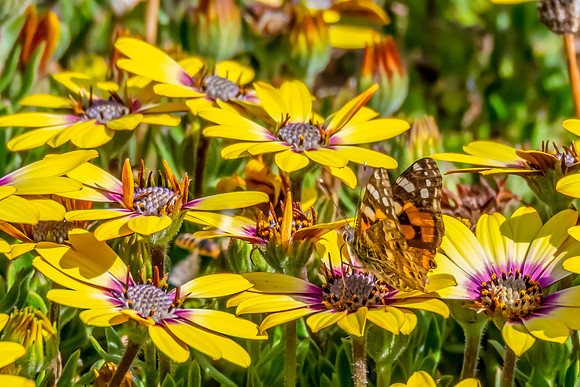Australian Painted Lady Butterfly and a yellow Blue Eyed Beauty