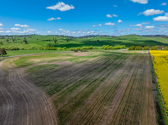 Spring Canola Crop in the NSW Central West Countryside
