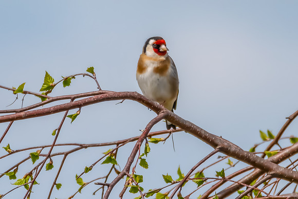 The small and multi-coloured European Goldfinch