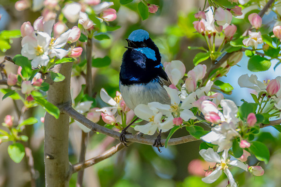 Male Superb Fairywren in Spring Blossoms
