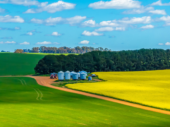 Spring Canola Crop in the NSW Central West Countryside