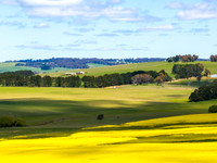 Spring Canola Crop in the NSW Central West Countryside