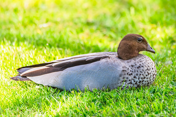Male Australian Wood Duck on the green grass