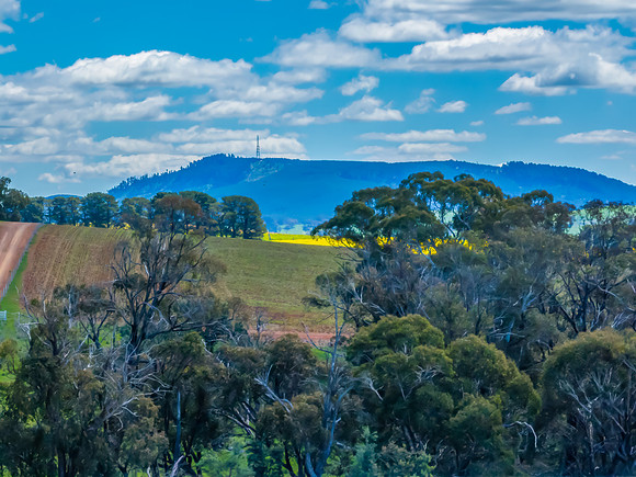 Spring Canola Crop in the NSW Central West Countryside