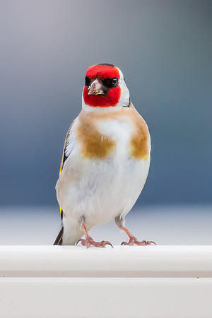 The small and multi-coloured European Goldfinch