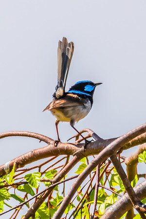Male Superb Fairy-wren on the tree branch