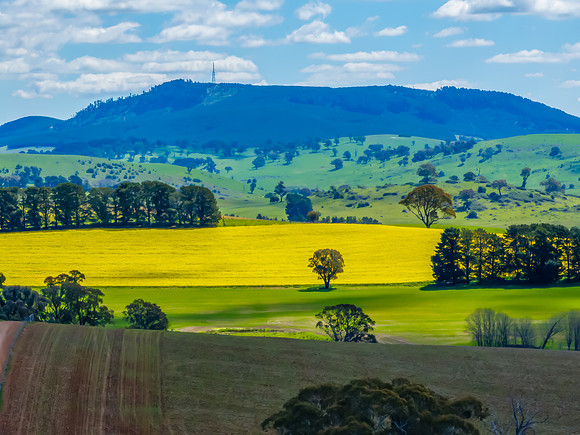 Spring Canola Crop in the NSW Central West Countryside