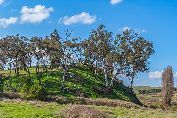 Green Hills and Rural Landscape near Chifley Dam