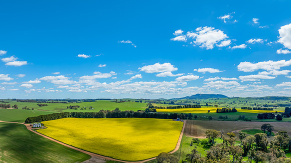 Spring Canola Crop in the NSW Central West Countryside