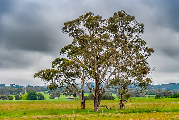 Rural landscapes on an overcast Spring day in the Central Tablel