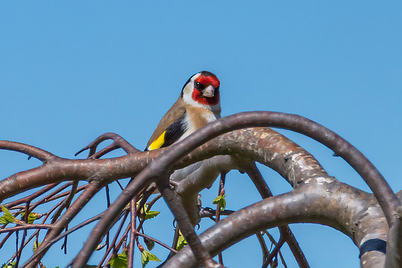 The small and multi-coloured European Goldfinch