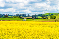 Spring Canola Crop in the NSW Central West Countryside