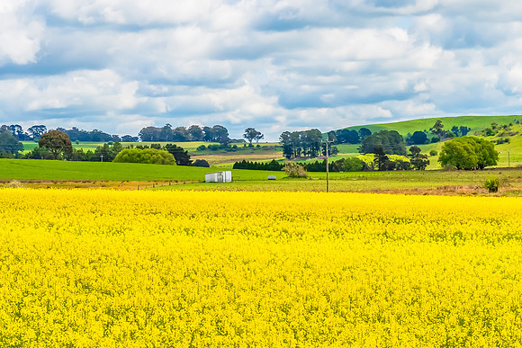 Spring Canola Crop in the NSW Central West Countryside