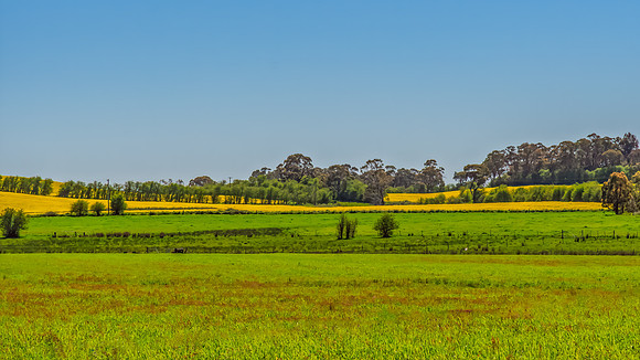 Yellow Canola Fields in the NSW Central West Region