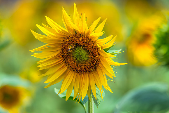 Stunning Summer Sunflowers and Honey Bees