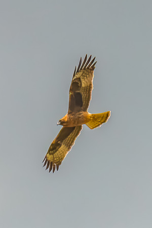 Light-morph Little Eagle flying in an overcast sky