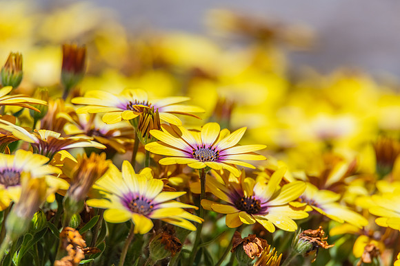 Yellow Blue Eyed Beauty Osteospermum flowers in the garden