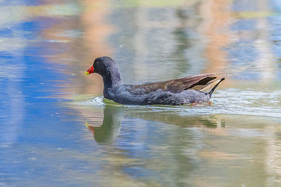 Birds of the Wetlands - Purple Swamphen