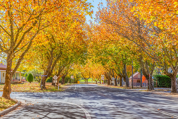 Autumn foliage on the trees in a country town