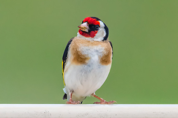 The small and multi-coloured European Goldfinch