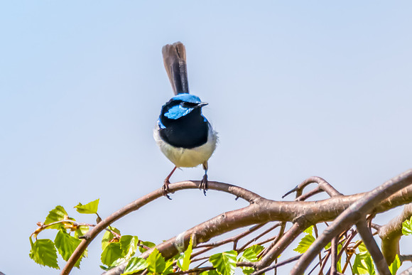 Male Superb Fairy-wren on the tree branch
